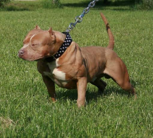 Imágenes de perros Pitbull | Planeta Postales