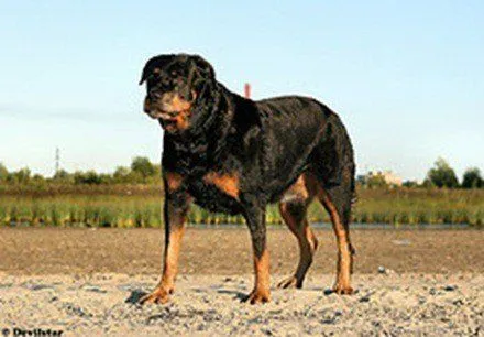 Imagenes De Perros Rottweiler Bebes