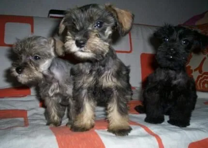 Fotografias de perros esnauser bebés - Imagui