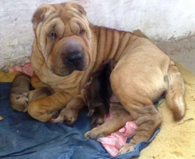 Perros sharpei cachorros bebés - Imagui