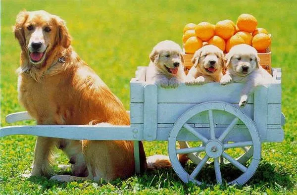 Imagenes de perros tiernos animados - Imagui