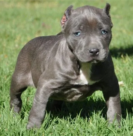 De pitbull americano - Imagui