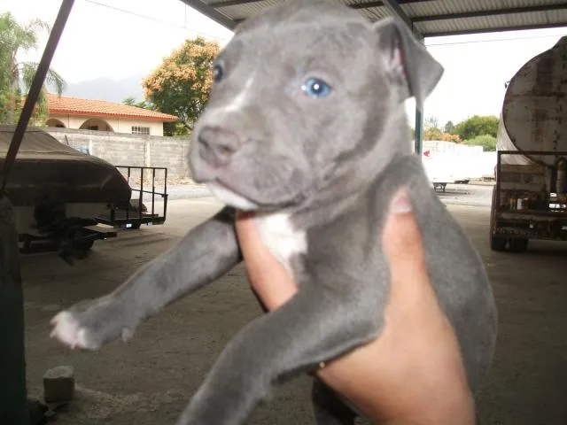 pitbull blue cachorros ojos azules legitimos en Monterrey