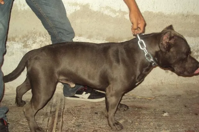 pitbull blue en Guadalajara