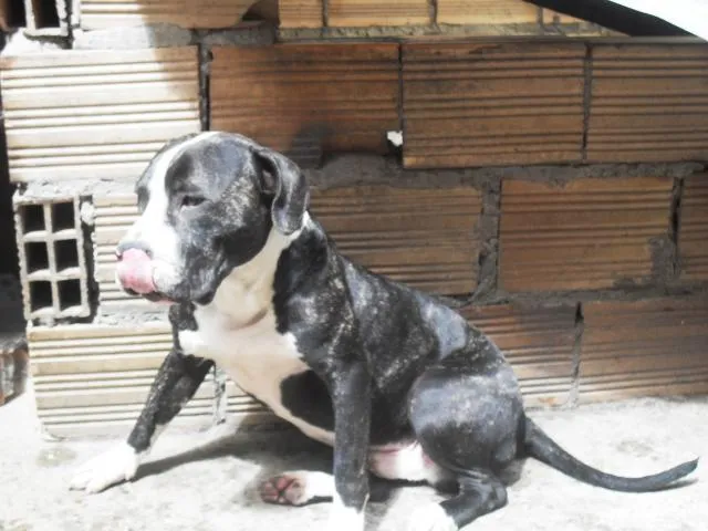 Imágenes de Pitbull Stafford En Adopción en Bogotá Imágenes de Pitbull Stafford En Adopción en Bogotá