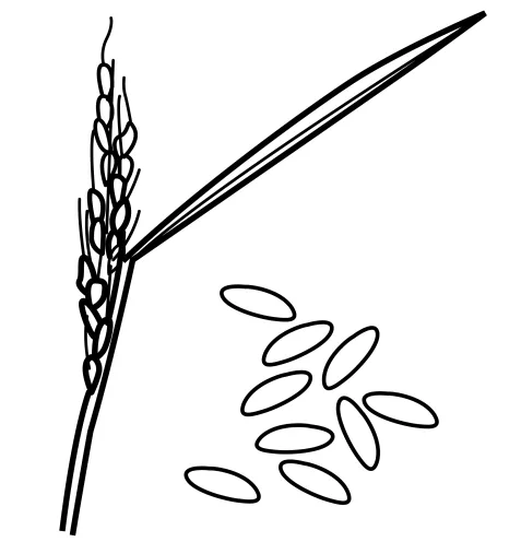 Dibujos para colorear de arroz - Imagui