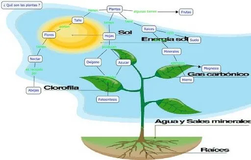 Planta y sus partes para colorear - Imagui