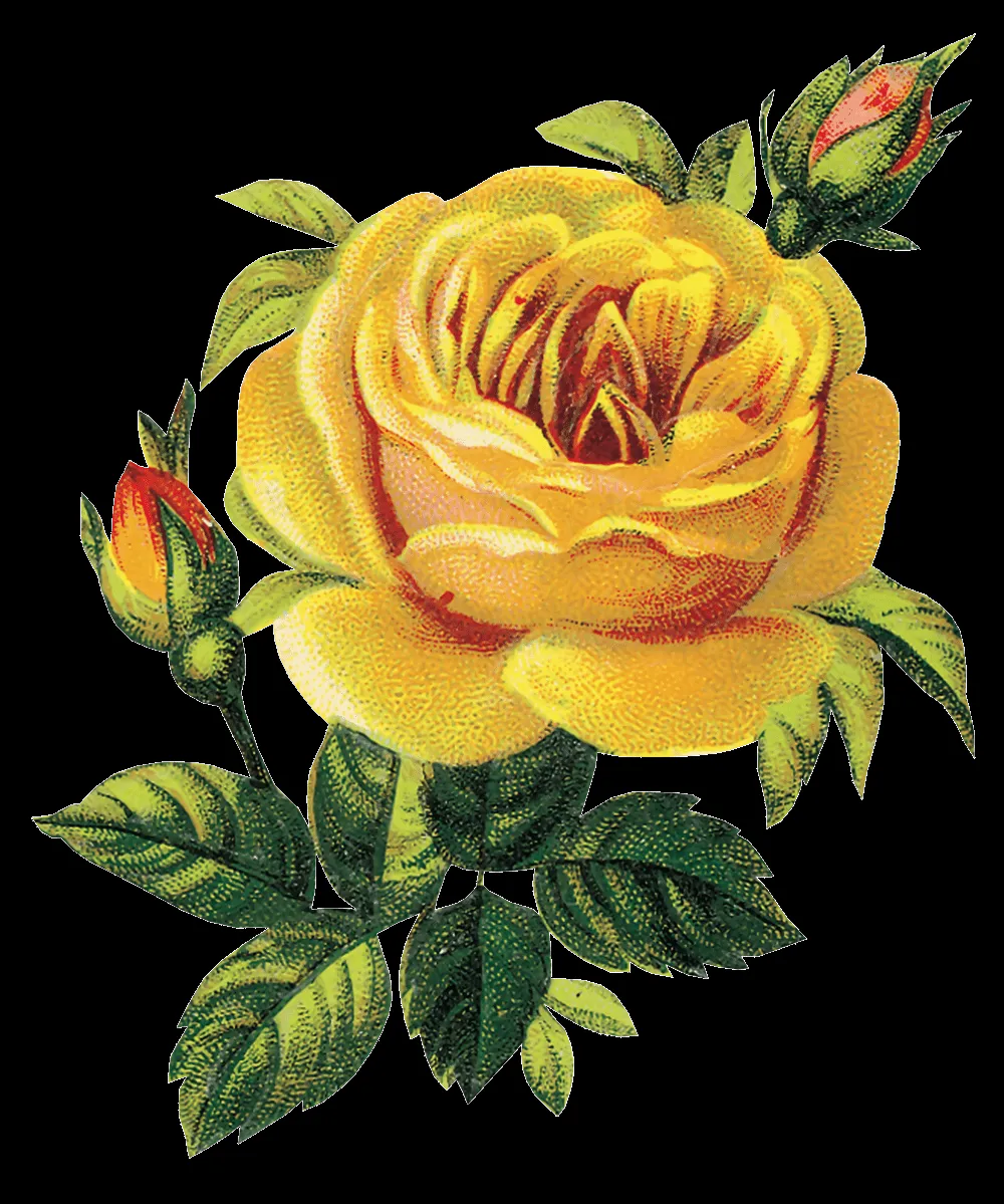 Imágenes png y mucho más: flores png