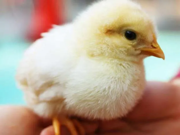 Imagenes pollitos bebé - Imagui