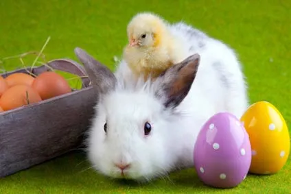 Imágenes de Pollitos de Pascua: las mejores imágenes de Pollitos ... Imágenes de Pollitos de Pascua: las mejores imágenes de Pollitos ...