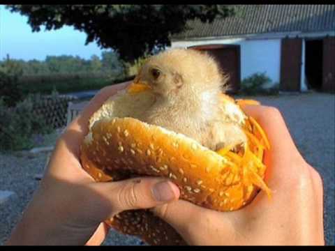 pollos chistosos - YouTube