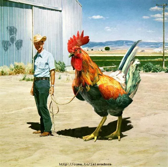 Imagenes de pollos graciosos - Imagui