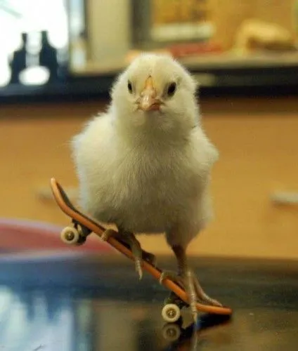 Imagenes de pollos tierno - Imagui