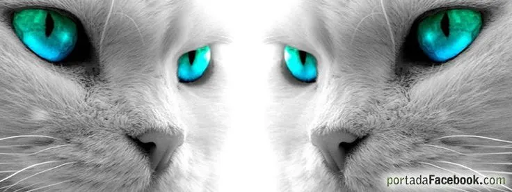 imagenes para la portada del facebook con mirada d felinos en 3d ... imagenes para la portada del facebook con mirada d felinos en 3d ...