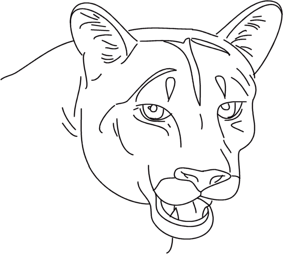 puma-para-pintar-e-imprimir.gif