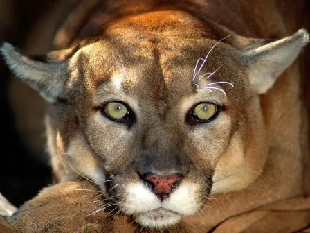 Imágenes de pumas » PUMAPEDIA
