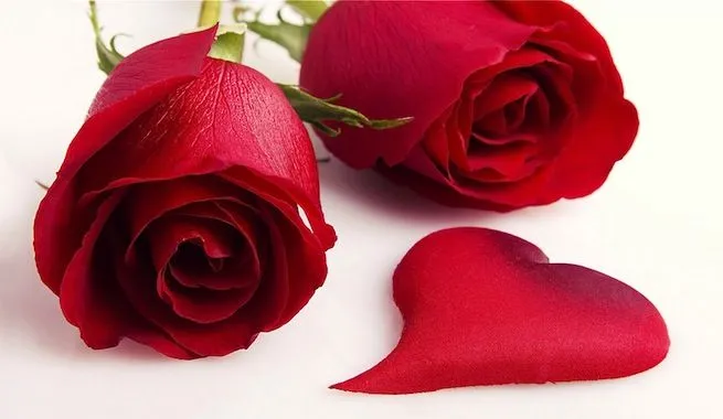 Rosas por San Valentín, un regalo más rojo que verde | Eco Planeta ...