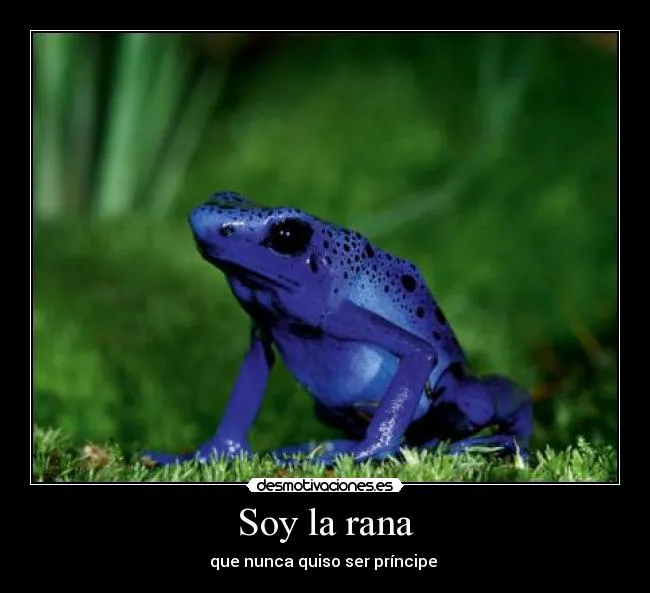 Imagenes de ranas con frases bonitas - Imagui Imagenes de ranas con frases bonitas - Imagui