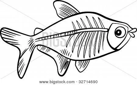 Imágenes de X Ray Fish, fotos stock e ilustraciones | Bigstock Imágenes de X Ray Fish, fotos stock e ilustraciones | Bigstock