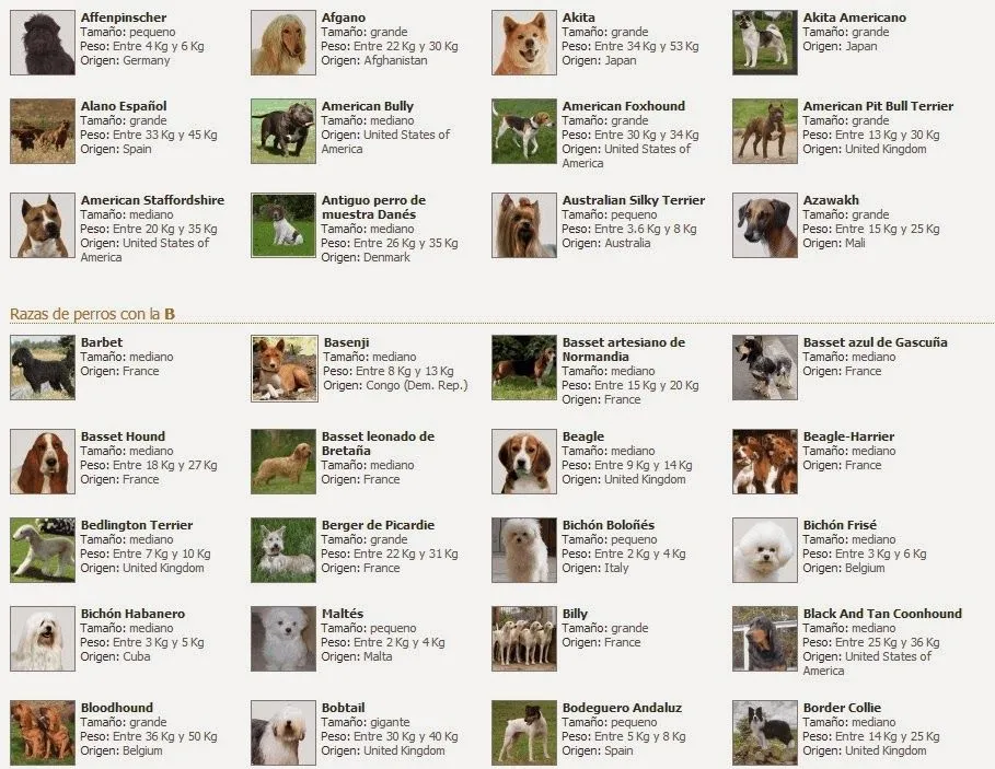 Encuentra tu perro ideal: ¿Dónde buscar buena información sobre ... Encuentra tu perro ideal: ¿Dónde buscar buena información sobre ...