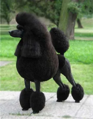 Imagenes] Razas de Perros (Poodle Gigante) - Taringa!