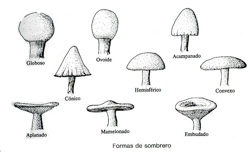 Reino fungi imagenes para dibujar - Imagui