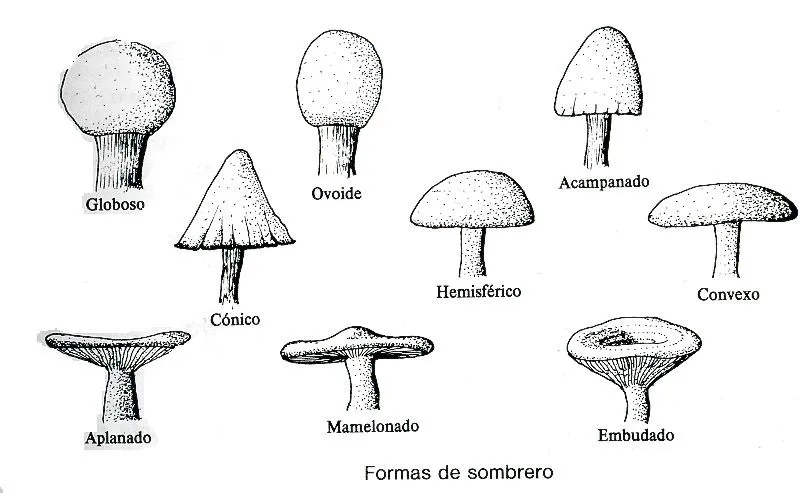 Reino fungi dibujo - Imagui