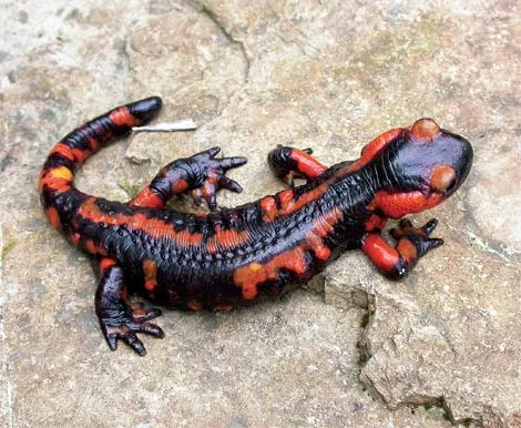 Reptiles imagenes para imprimir - Imagui