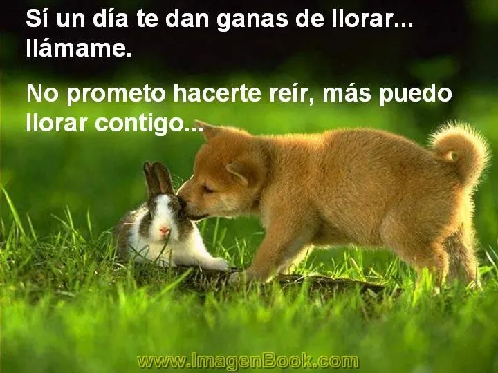 Imagenes que dan risa con frases - Imagui