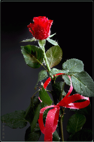 Imágenes románticas de rosas rojas de amor con movimiento y brillo Imágenes románticas de rosas rojas de amor con movimiento y brillo