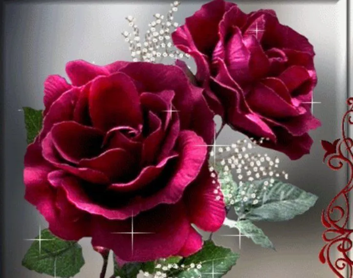 Imagenes de Rosas