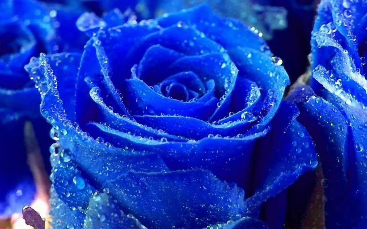 Imagenes de Rosas Azules ~ Fondos de Pantalla