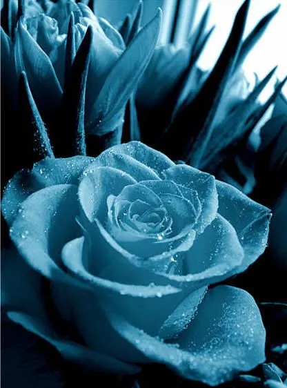 Imagene de rosas azules - Imagui