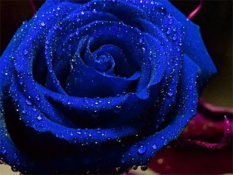 Rosas Azules!! - Taringa!