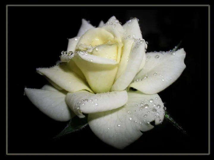 Imagenes de rosas blancas con frases - Imagui Imagenes de rosas blancas con frases - Imagui