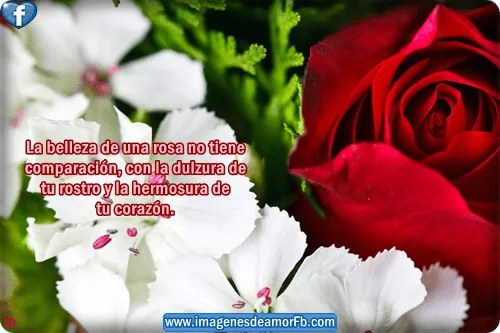 Imágenes de rosas con bonitas frases de amor Imagenes bonitas con ...