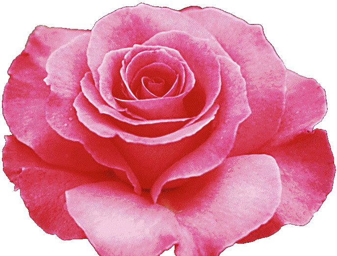 Imagenes de rosas gif - Imagui