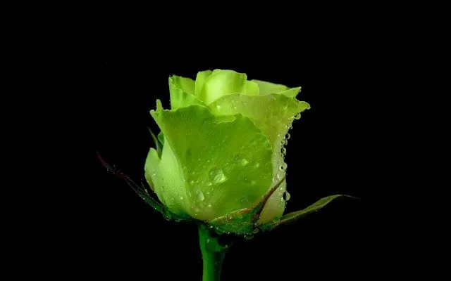 Imágenes de rosas en HD - Imagui