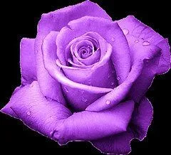 imagenes de rosas | Imagenes Gratis! 
