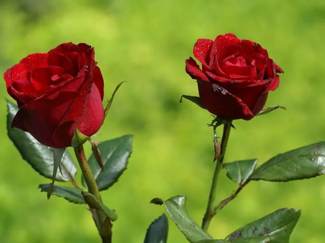 Imágenes de rosas - Imagui