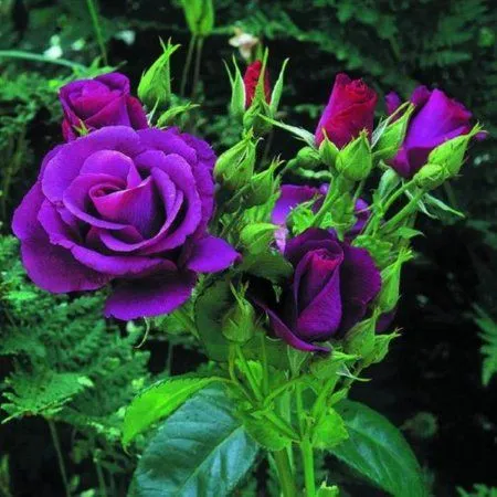 ROSAS PARA GUADALUPINA - Amigos de Gabito - Gabito Grupos ROSAS PARA GUADALUPINA - Amigos de Gabito - Gabito Grupos