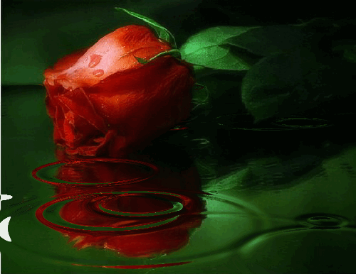 ROSAS CON MOVIMIENTO ~ ROSAS HERMOSAS Y MAS ROSAS CON MOVIMIENTO ~ ROSAS HERMOSAS Y MAS