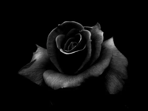 Imagenes de rosas negras para compartir - Imagui