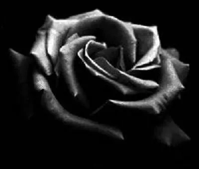 Imagenes rosas negras goticas - Imagui