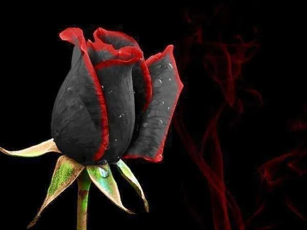 Imagenes De Rosas Negras | Miexsistir