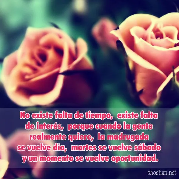 Imagenes De Rosas Con Reflexiones | imagenes de rosas con reflexiones