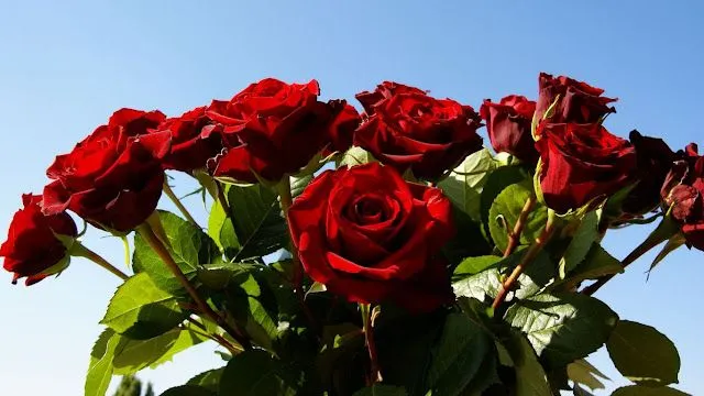 Imagenes de rosas rojas en HD - Imagui