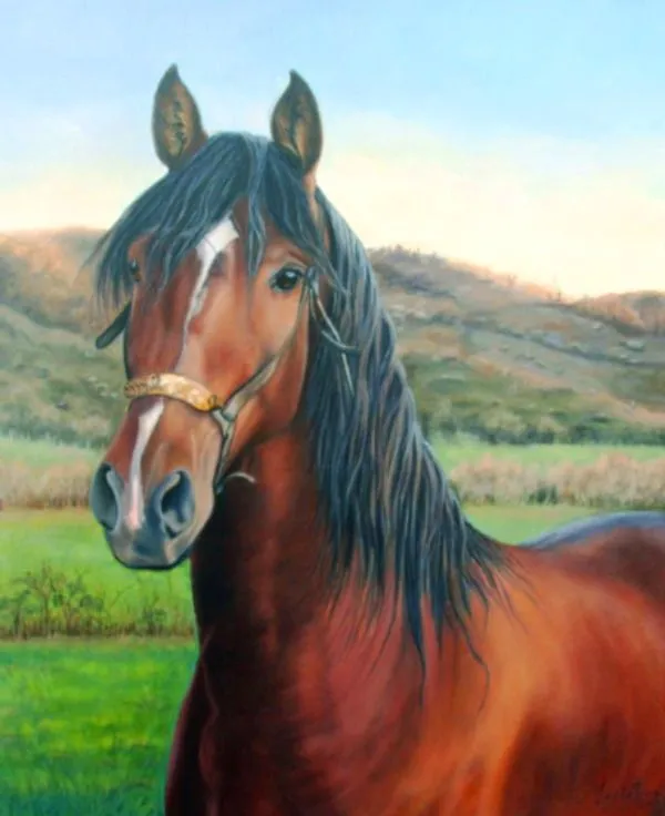 Imagenes de rostros de caballos - Imagui