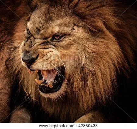 Imágenes de Rugido, fotos stock e ilustraciones | Bigstock