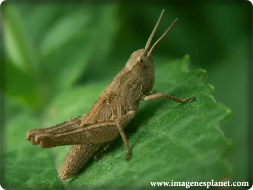 Imagenes de saltamontes - Imagenes romanticas de amor para ... Imagenes de saltamontes - Imagenes romanticas de amor para ...